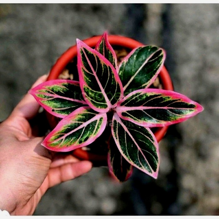 Benih Bibit Tanaman Hias Aglonema Lotus Delight