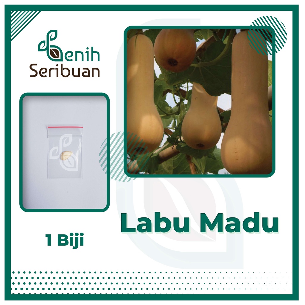 Benih Seribuan - 1 Bibit Buah Labu Madu Buldog F1 Hibrida