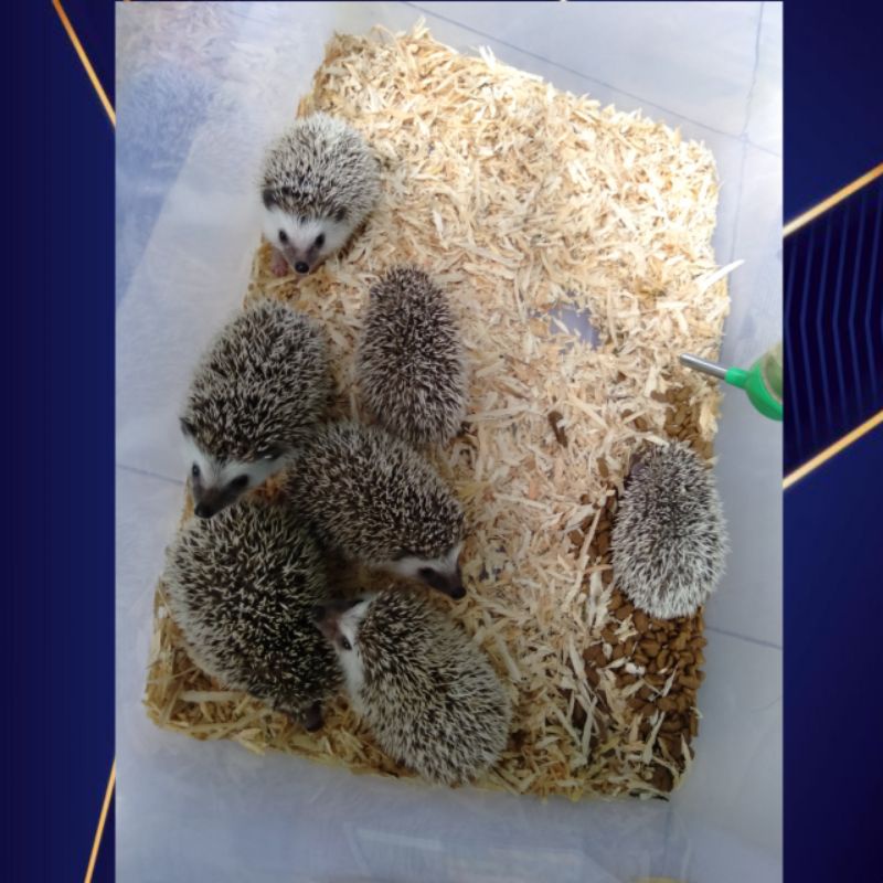 Landak mini anakan + bonus