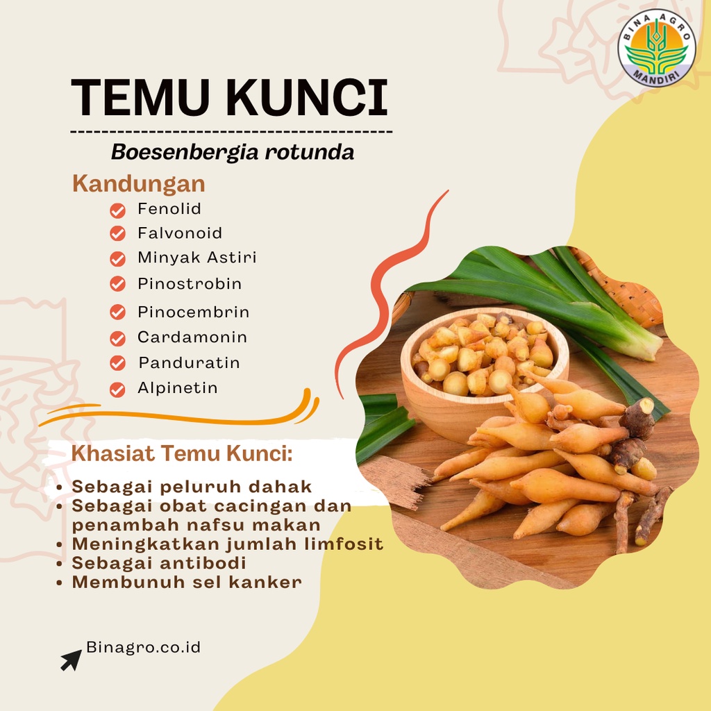 TEMU KUNCI Ekstrak Extract Jamu Temu Kunci Murni Tanpa Campuran 500 gram 1 kg Premium Binagro