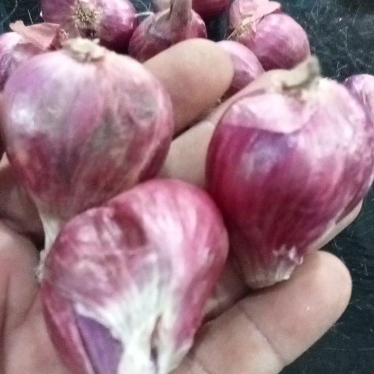 

trxVv2V6 BAWANG MERAH LOKAL BREBES UKURAN BESAR 1 KG