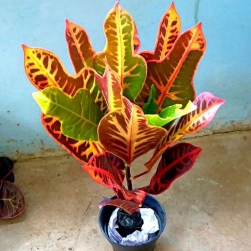 Tanaman Hias Puring Jojon Merah - Puring Jojon Merah Hidup - Pohon Puring Jojon Murah