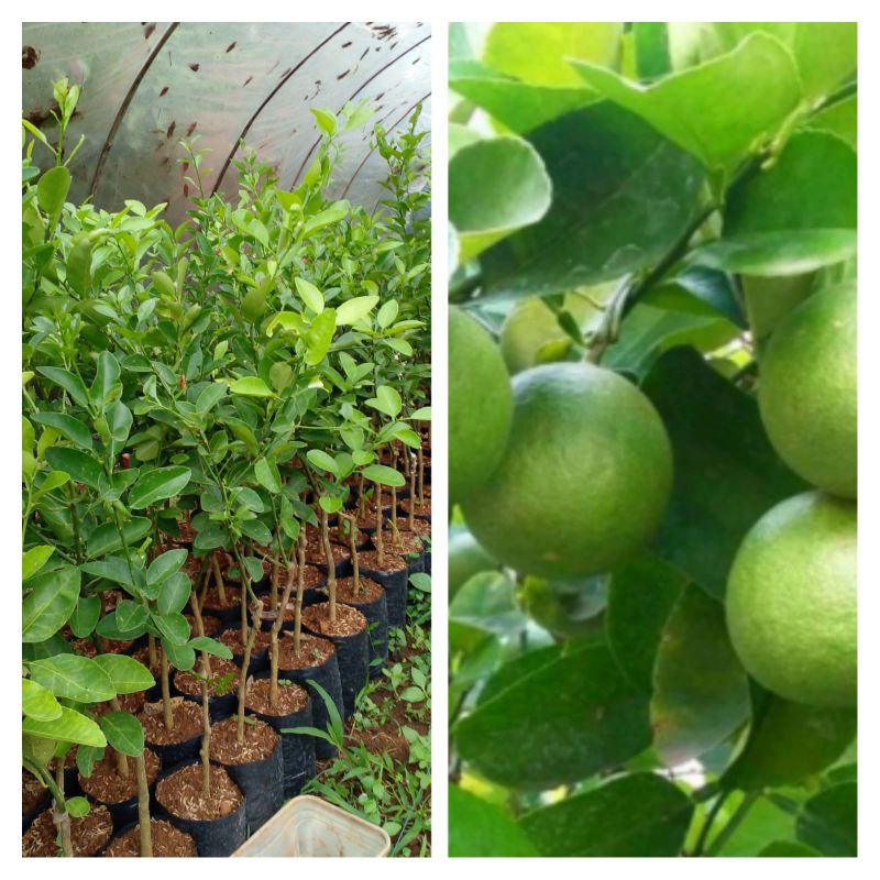 bibit jeruk nipis okulasi