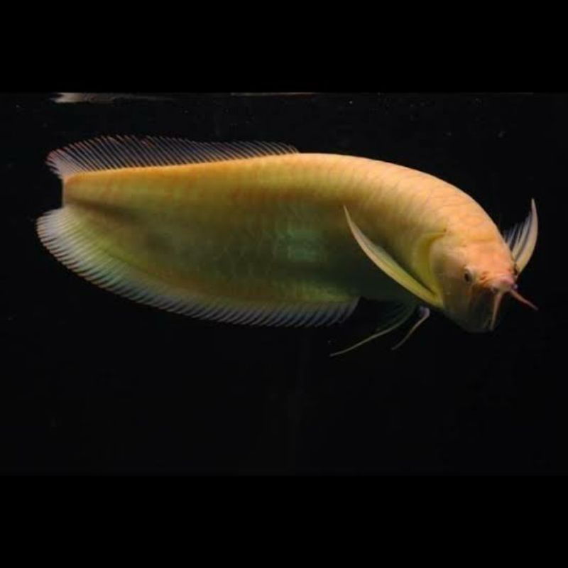 arowana silver albino mata merah 50cm