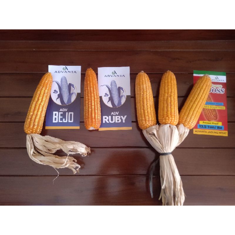 Benih Jagung Hibrida ADV JOSS