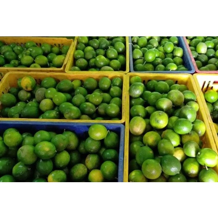 

JERUK LEMON CALOFORNIA LEMON KALIFORNIA IMPOR 1 KG