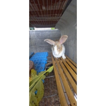 kelinci indukan betina