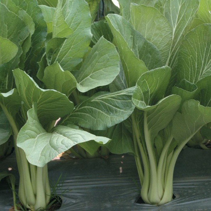 BENIH SERIBUAN - Aneka Bibit Sawi Sawian Tanaman Sayur Sayuran Hidroponik Varian Unggulan