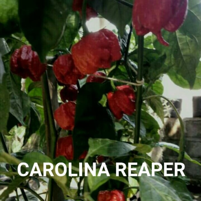 [Bibit] Benih Cabai Carolina Reaper