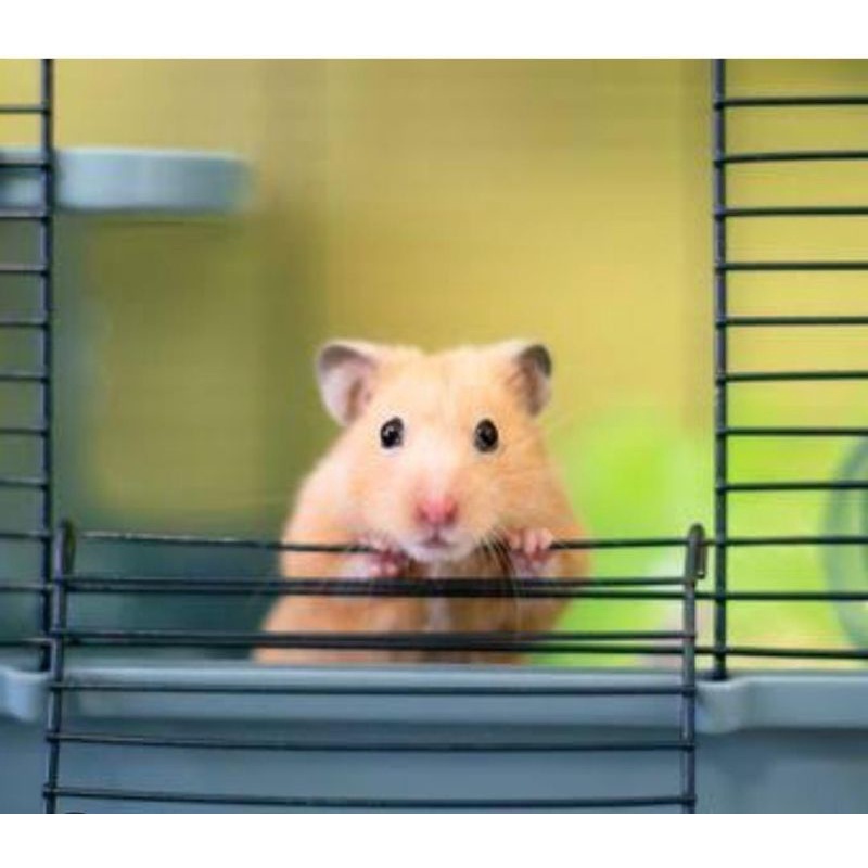 Hamster syrian jinak & lucu