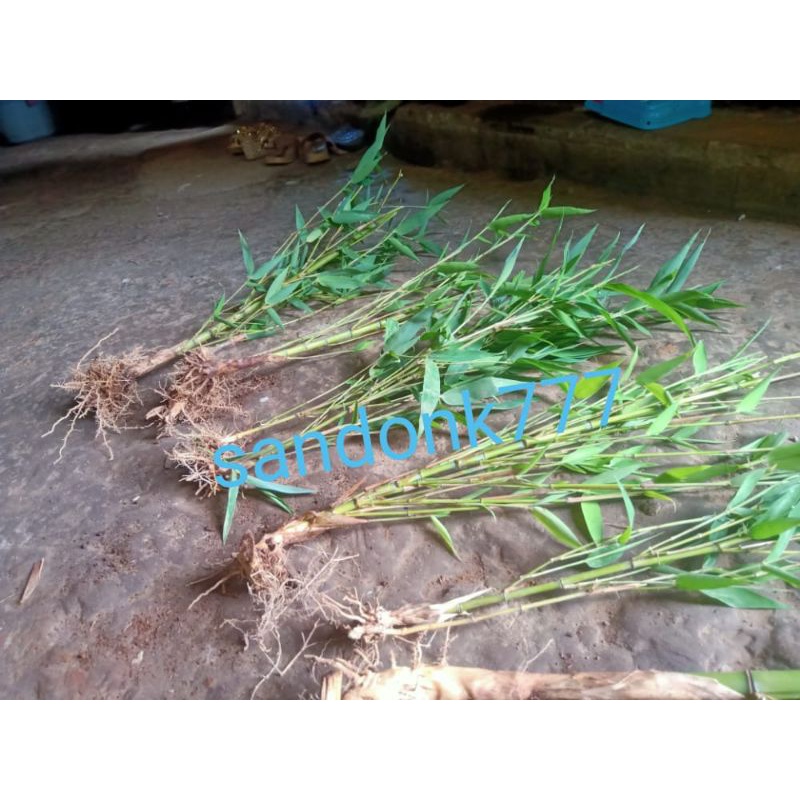 BIBIT BAMBU JEPANG