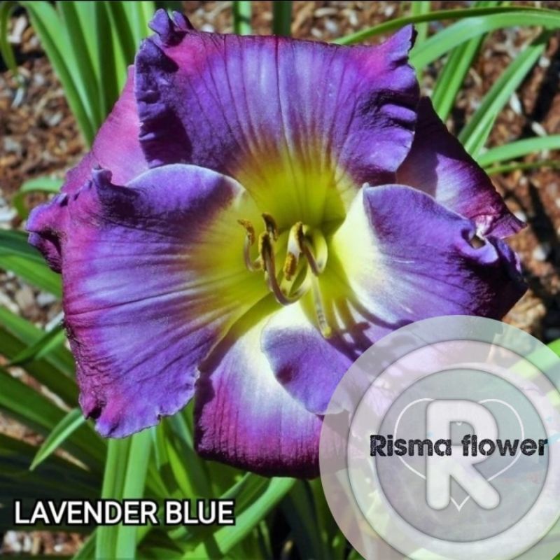 Jual Tanaman Hias Pohon Day Lily Blue Lavender Bunga Day Lily Cantik Pohon Lili Day Shopee