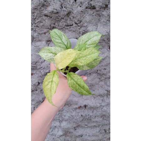 rhaphidophora puberula varigata rimbun menor