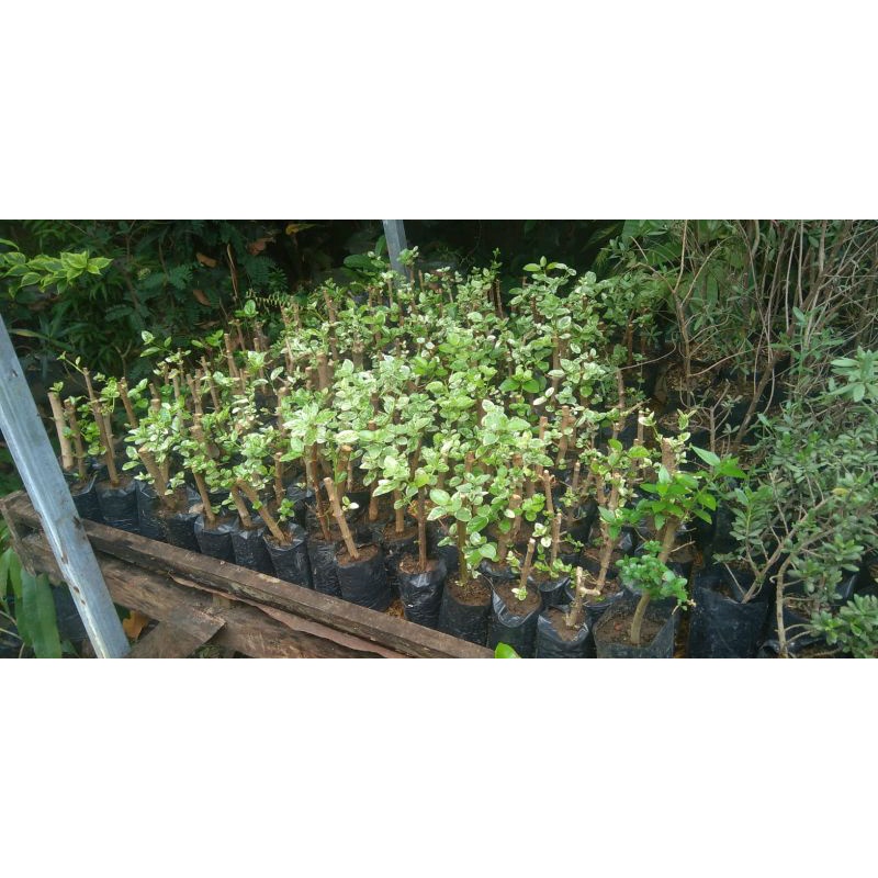 Bonsai sancang varigata