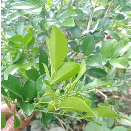 

Daun Kemuning Lembutkan Kulit 100 gr