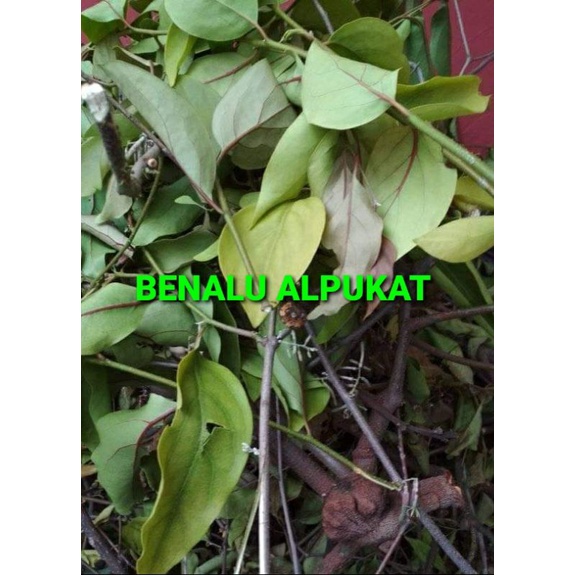 

DAUN BENALU ALPUKAT KERING 1000 GRAM