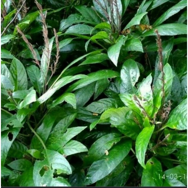 

daun lalapan reundeu/250g