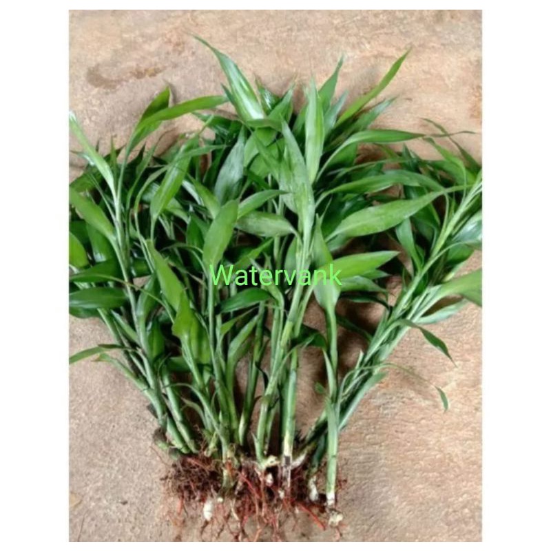 Tanaman hias sri rejeki beli bunga bonus bunga