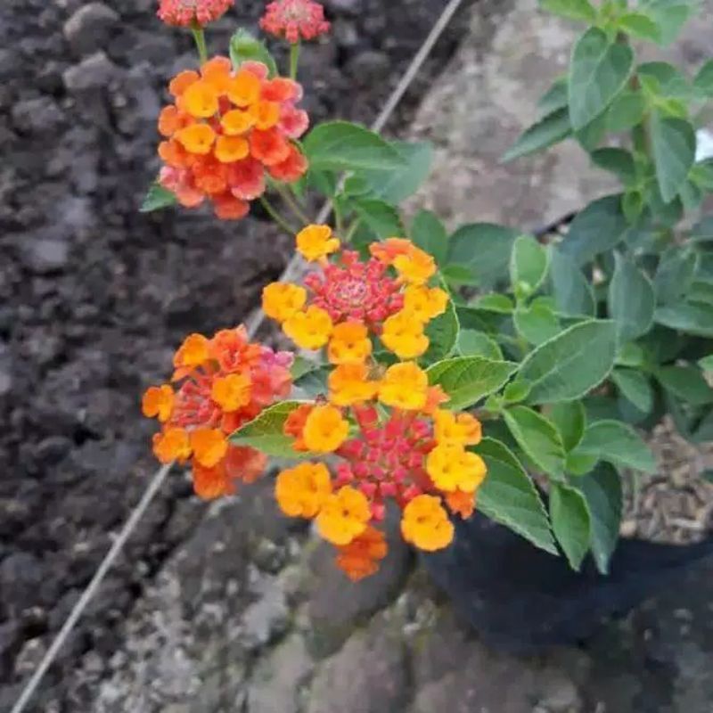 Fresh cutting batang stek tanaman hias bunga lantana orange