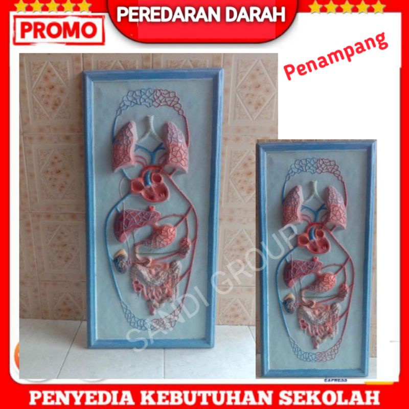 

Peredaran Darah, Alat peraga pendidikan