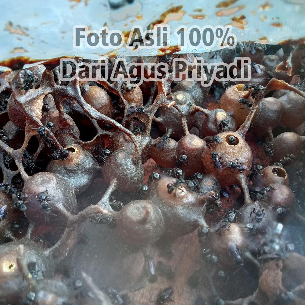 [IB074] Jual Pot Madu atau Kantong Madu Buatan dari propolis untuk Lebah Trigona kelulut Itama PACKI