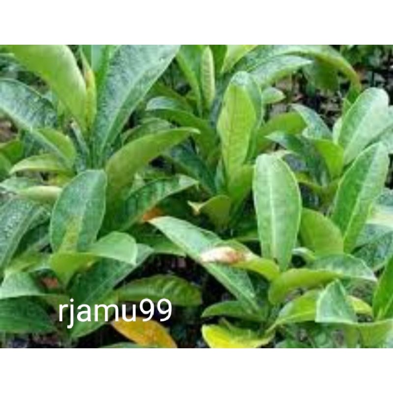 

Daun Cempedak Segar 100g