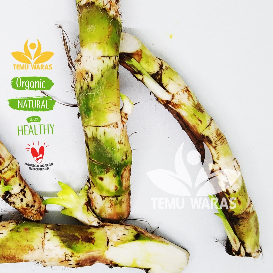 

Rimpang Jeringau 250gr / Dringu / Dlingo Hijau Segar - Obat Sawan Bayi