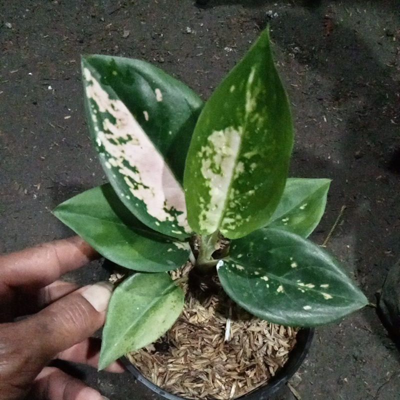 Aglonema white Suksom baby .murah promo