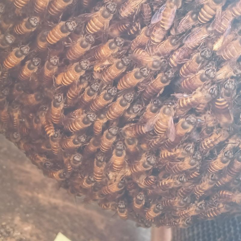 bibit lebah madu cerana