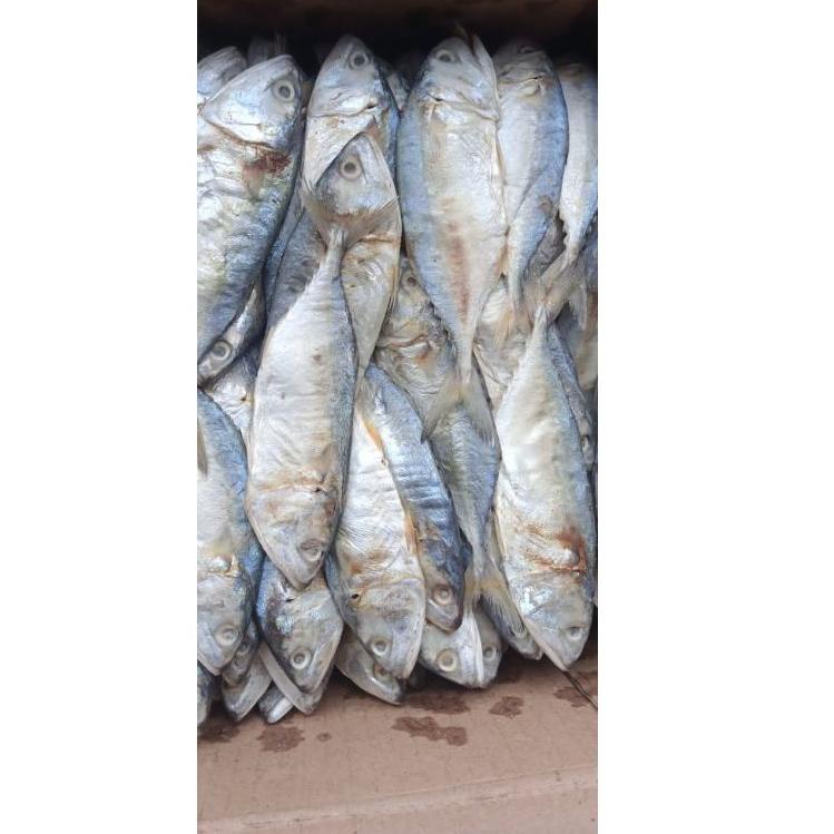 

Terbaru ikan asin peda putih kembung; 1kg paling laris