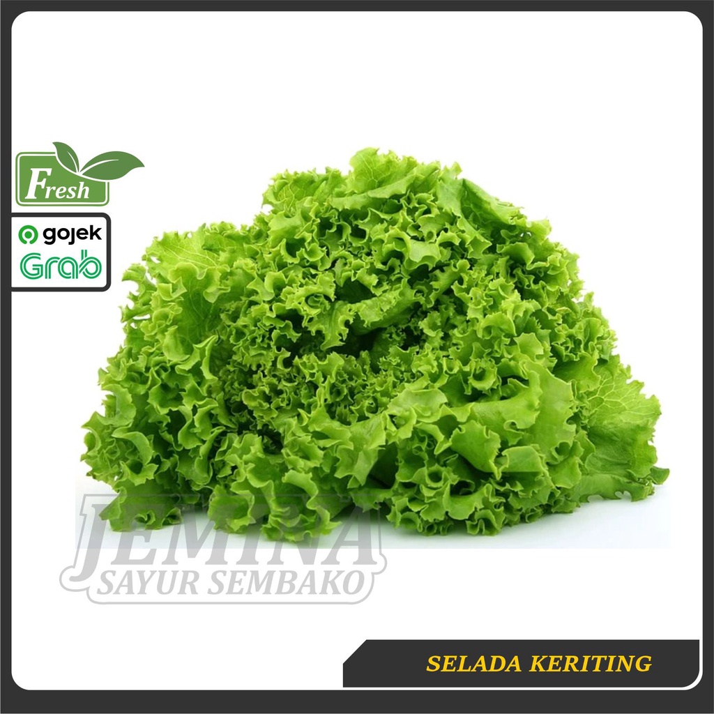 

Selada Keriting 250gr - Sayur Jogja