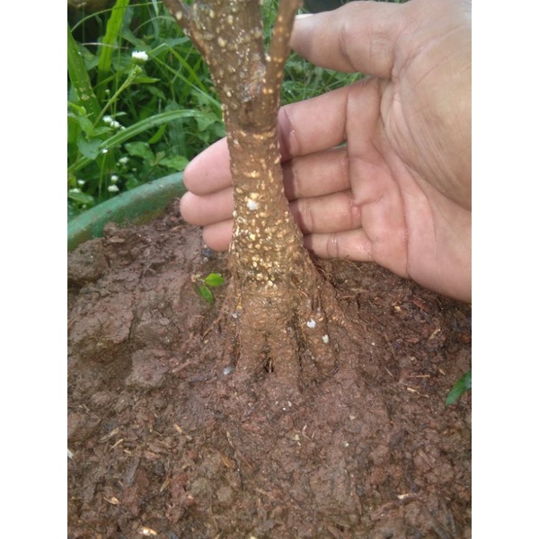 bonsai Kimeng prokar(rawatan lama ngepen/pecah batang)