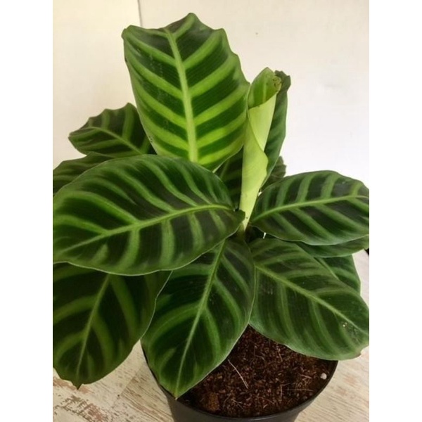 TANAMAN HIAS CALATHEA ZEBRINA - TANAMAN HIAS CALATHEA