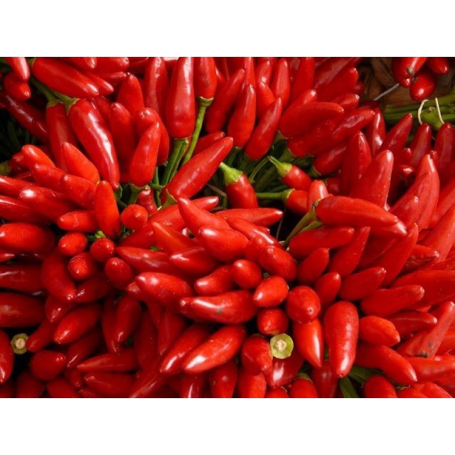 

Cabai Cabe Rawit Merah FULL Red Bird's Eye Chili Padi 50 gr