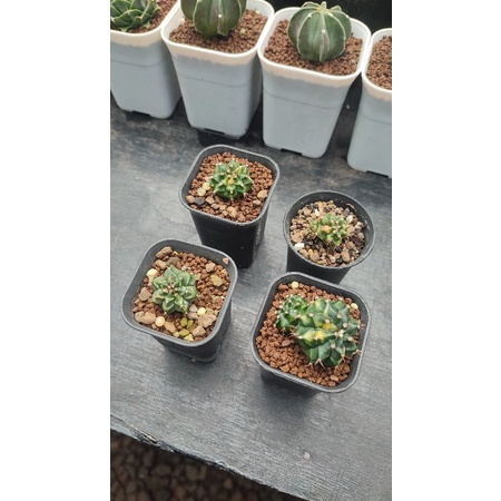 Kaktus Gymno miha orange