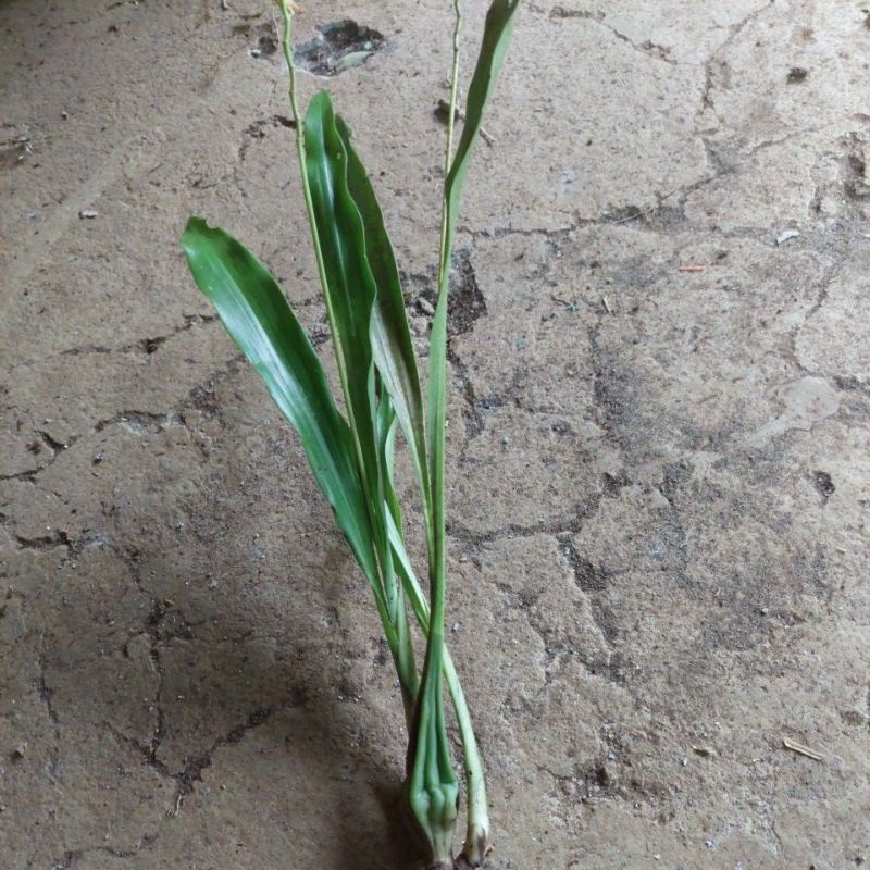 Coelogyne longifolia