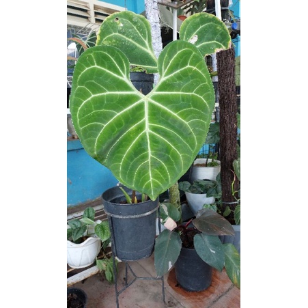anthurium regale hybrid