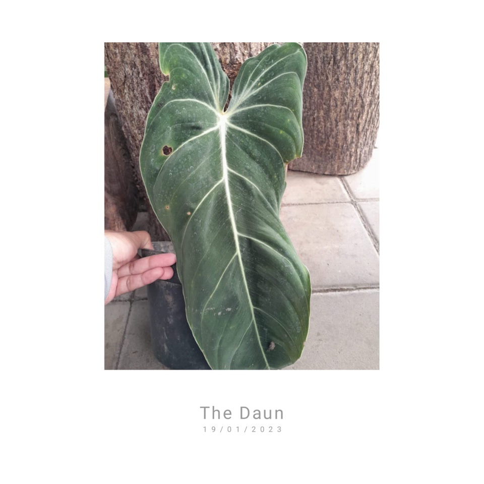 StekPhilo Melano melanochrysum jumbo