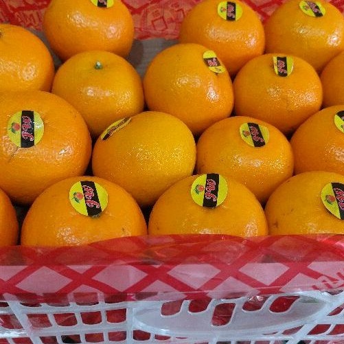 Buah Jeruk Wokam Wogam Mandarin 1 keranjang