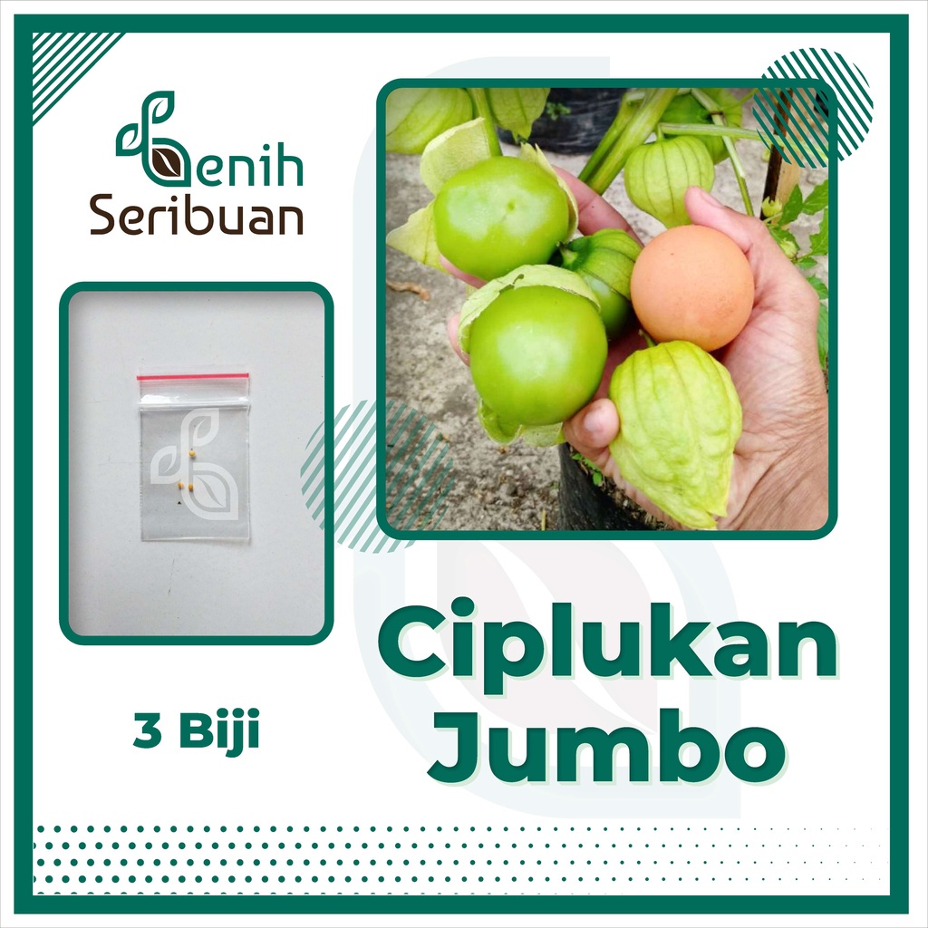 Benih Seribuan - 3 Bibit Buah Ciplukan Hijau Jumbo Unggul