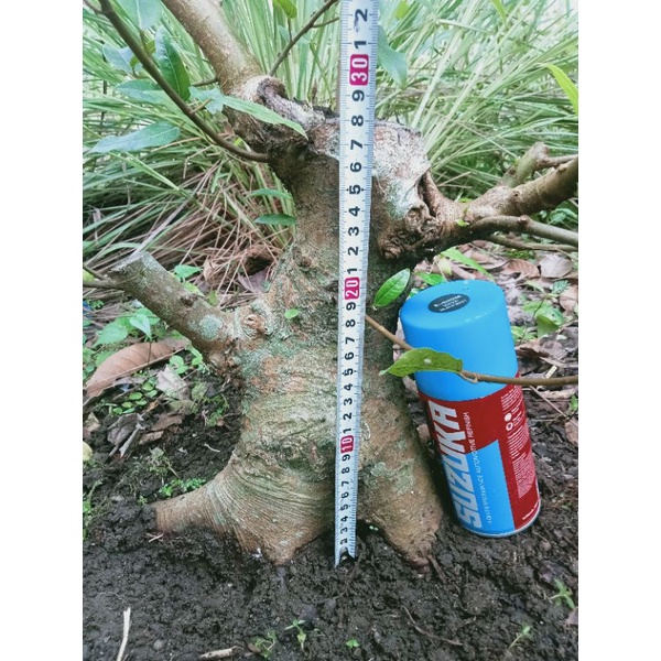 loa program bonsai prospek kaki mantab