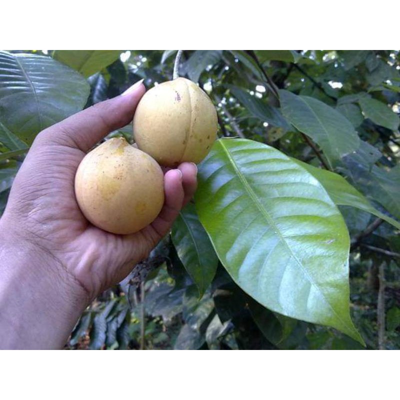 

Buah Pala Utuh Segar 1 KG