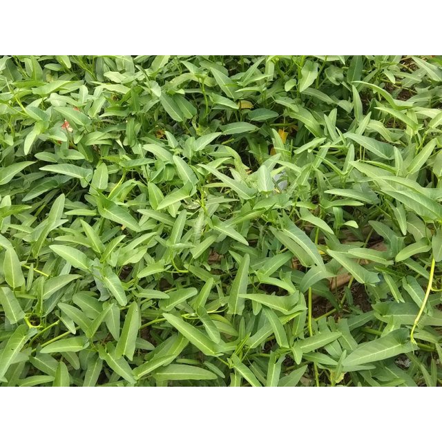 Benih Seribuan - 250 Bibit Sayuran Kangkung Daun Lebar Unggul