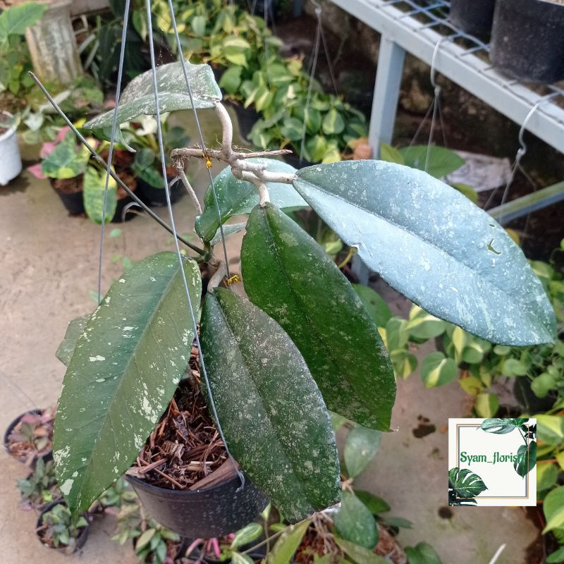 Tanaman Hias Hoya SP aceh ori