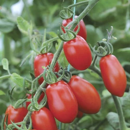 BENIH / BIJI TOMAT CHERRY OVAL HYBRID OVAL