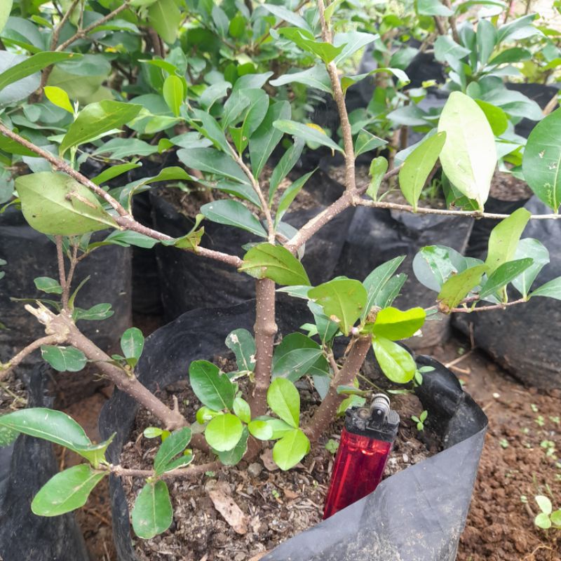 cerry barbados/ sianci