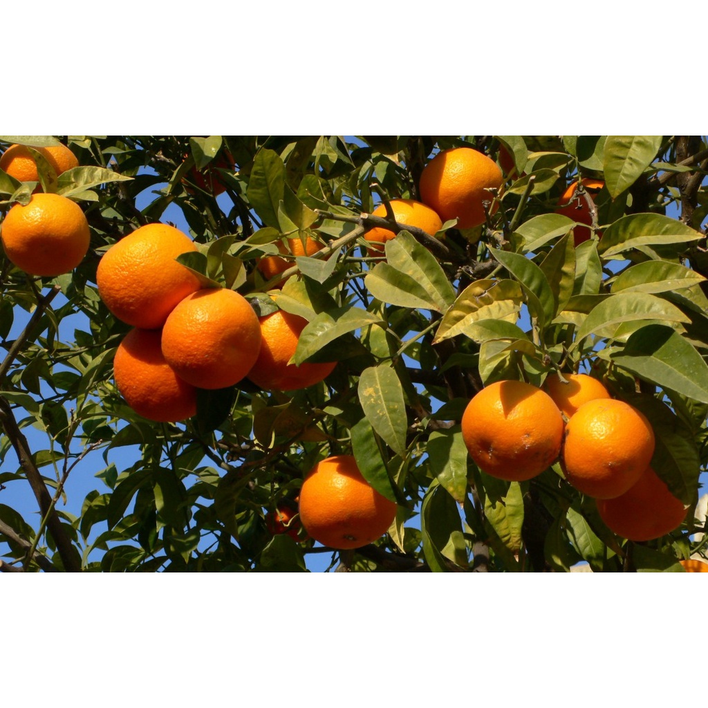 Benih Bibit Biji - Buah Jeruk Mandarin Orange Manis Jeruk Keprok Fruit Seeds - IMPORT