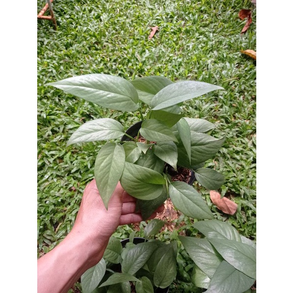 epipremnum cebu blue