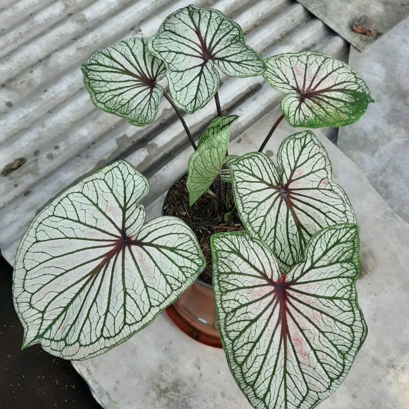 Caladium Srikandi Tanaman Hias Caladium Srikandi Size anakan caladium lawas keladi indonesia tanaman