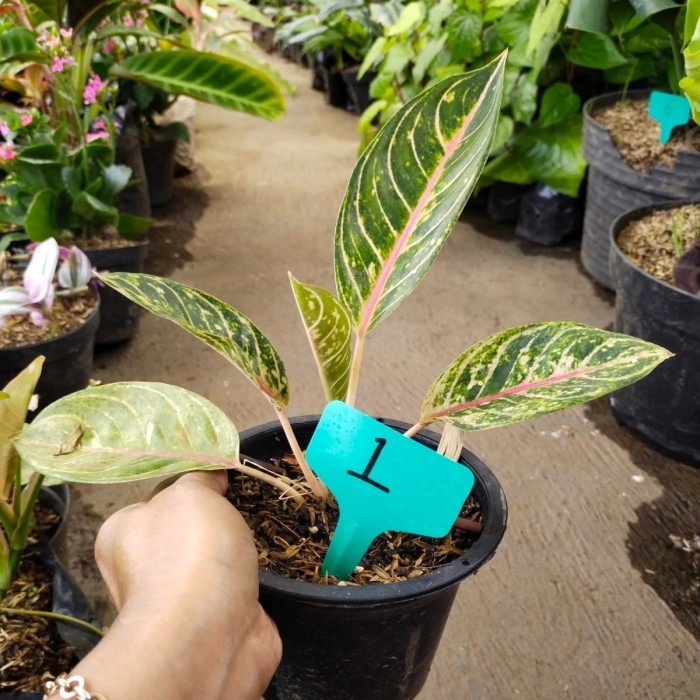 tanaman hias donacarmen, aglonema murah bagus